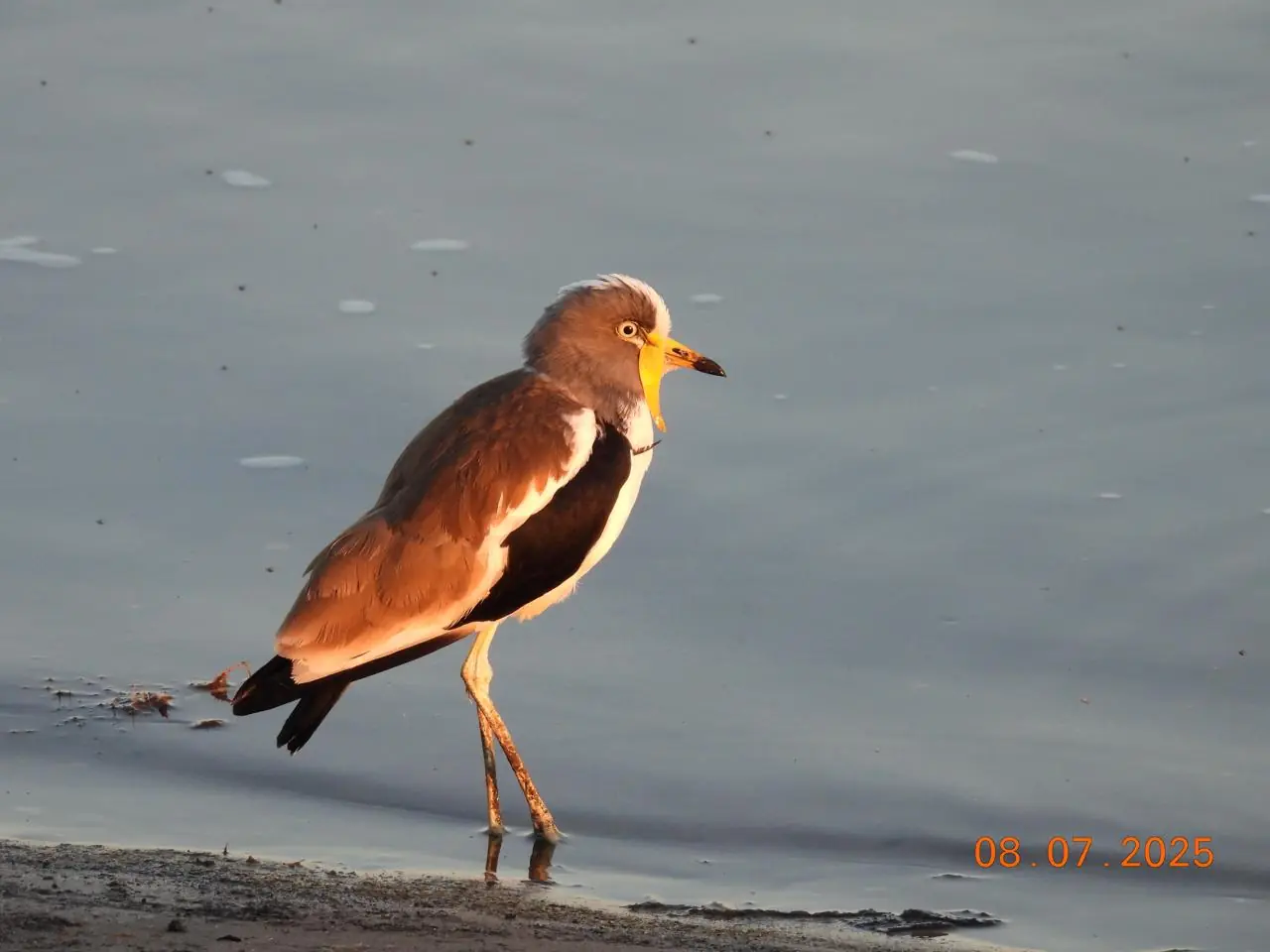 0c05d94e 571a 4314 9c6e 9bbbd273c619