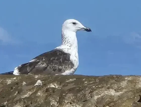 1548a66d 2b00 4444 88a8 322d511a7902