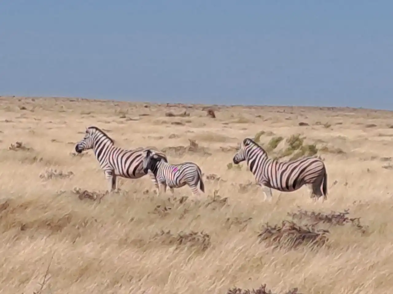 19d4d2ee 5230 4892 8a48 3907a0b428c2