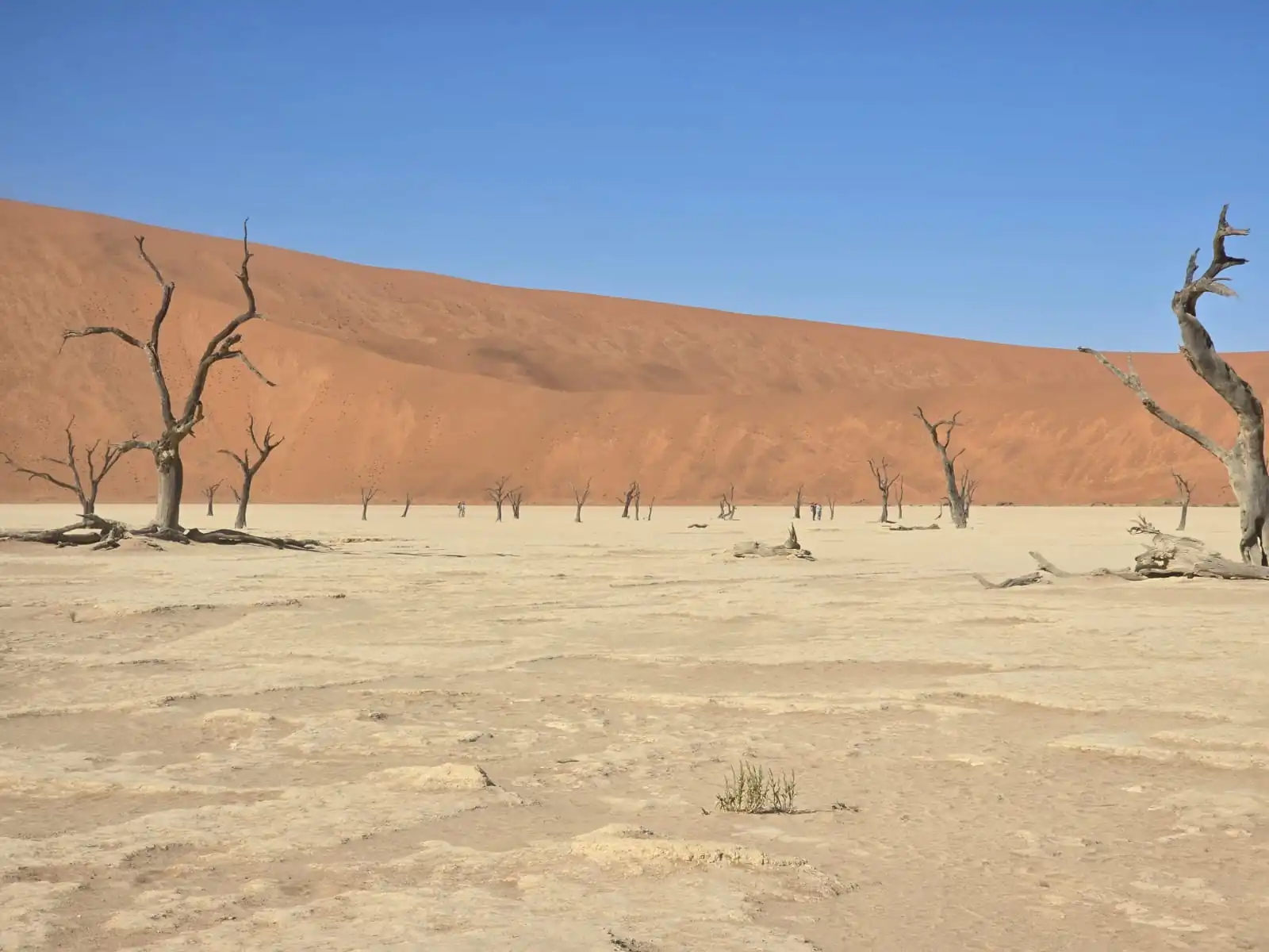 1d1c39c7 B3a2 4cb0 919a 21f73ad6d8e5