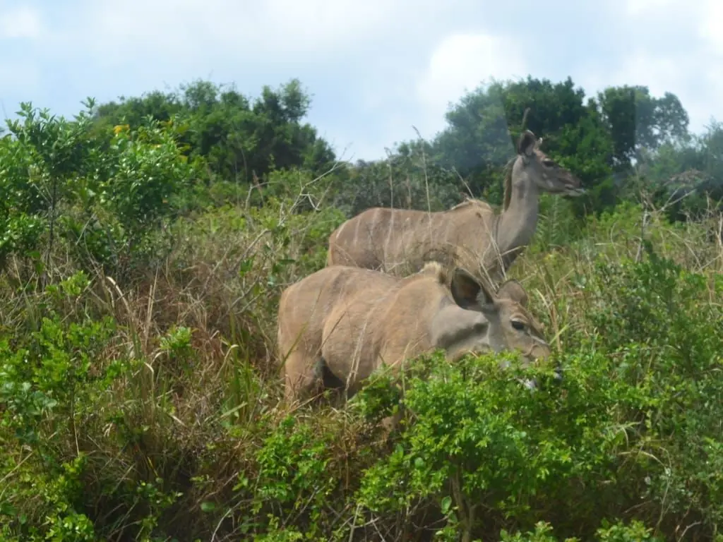 2174096c 439d 445c 8d07 5d647569b8ac