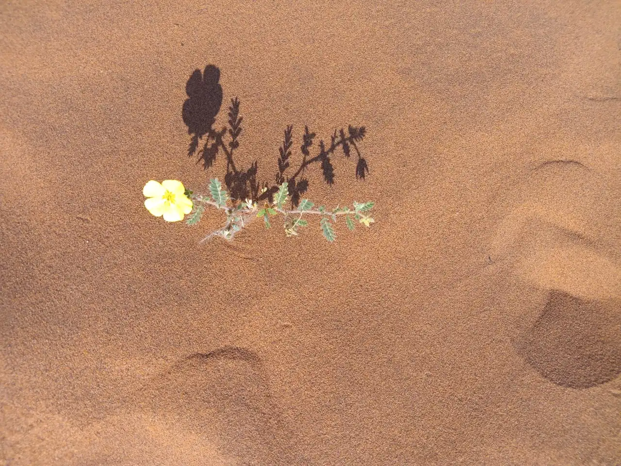 415bb423 9282 4fd7 Af9a A76337f54f45