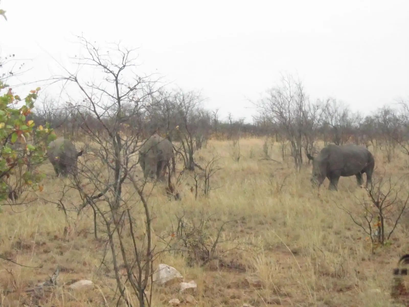 462ff424 1aef 493e B267 768d7291f4bd