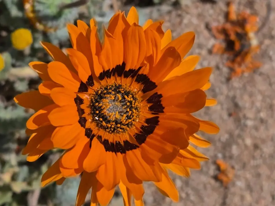 46c1d7ff A824 4508 8f8f Dfa89856d391