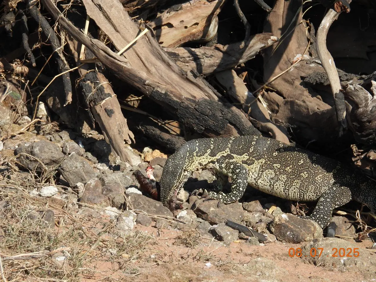 49429c10 C09d 4a4d A988 C49e25e8f208