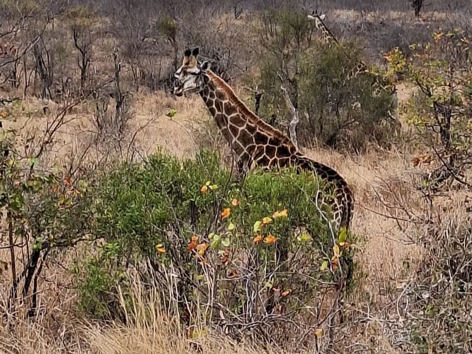 530a697d C7bf 4893 9c5e 9c6e6e640f08