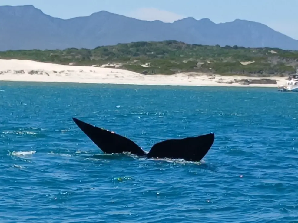 596478ea 9a7c 431a Bf83 7d0a78f4f08f