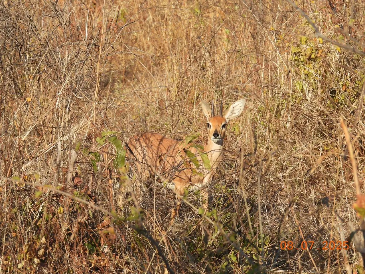 5bd13383 D6be 4ab2 8a3d 3d84012d1cd8