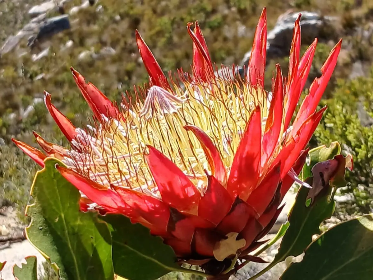 63e77541 C0e7 4afb 81ad Dd8c57e97b94