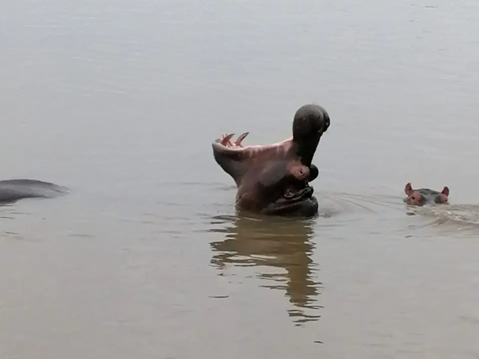 7331c514 116b 4773 A68e Af8bcbf42d1e