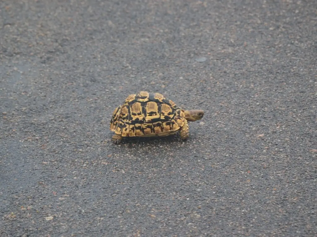 7602d2f7 6b2c 41e7 82a4 507f99c56f14