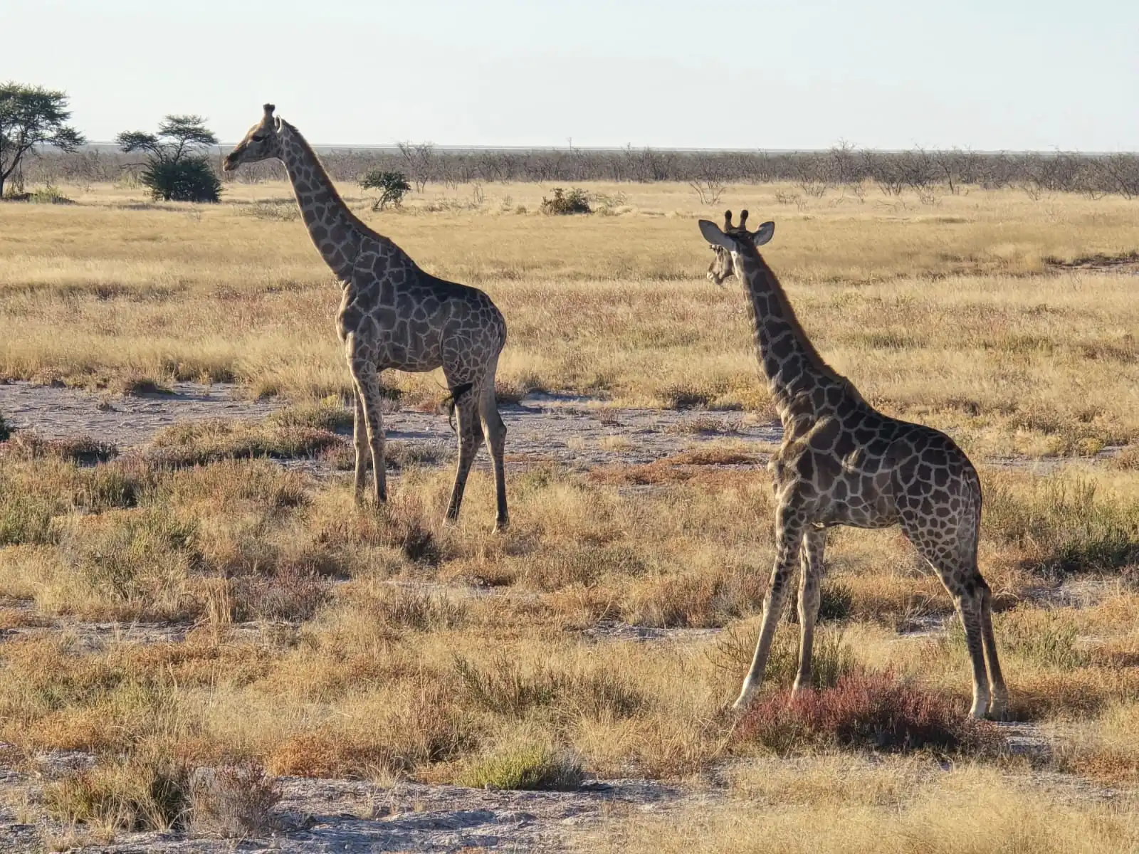 7dfd648e D1e2 4729 8007 54f11ce77fda