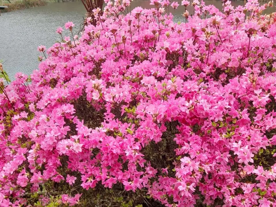 A28f18af 22db 4100 85ca 4b8122741126