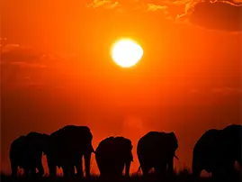 Chobe National Park Tour Botswana Chobe National Park Tour Botswana