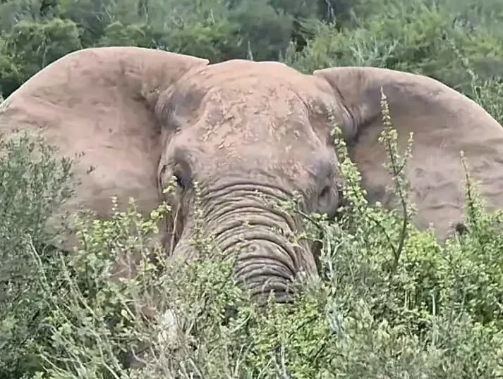 Ea3dfe21 C3a5 4815 895c 387e67502490