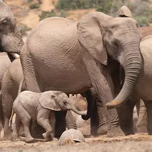 Elephants Savanna Tours Elephants Savanna Tours