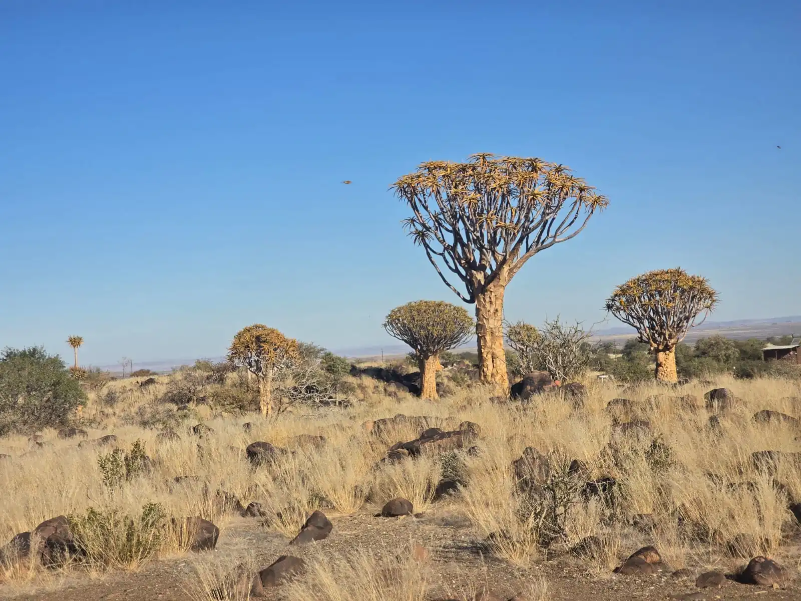 Ff3785f2 92cc 490f 81d8 452023dd85c8