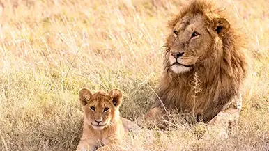 Lions Opt Mobile Savanna Tours South Africa