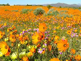 Namaqualand Tour South Africa Namaqualand Tour South Africa
