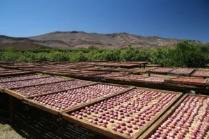 Weltevrede Fig Farm 1